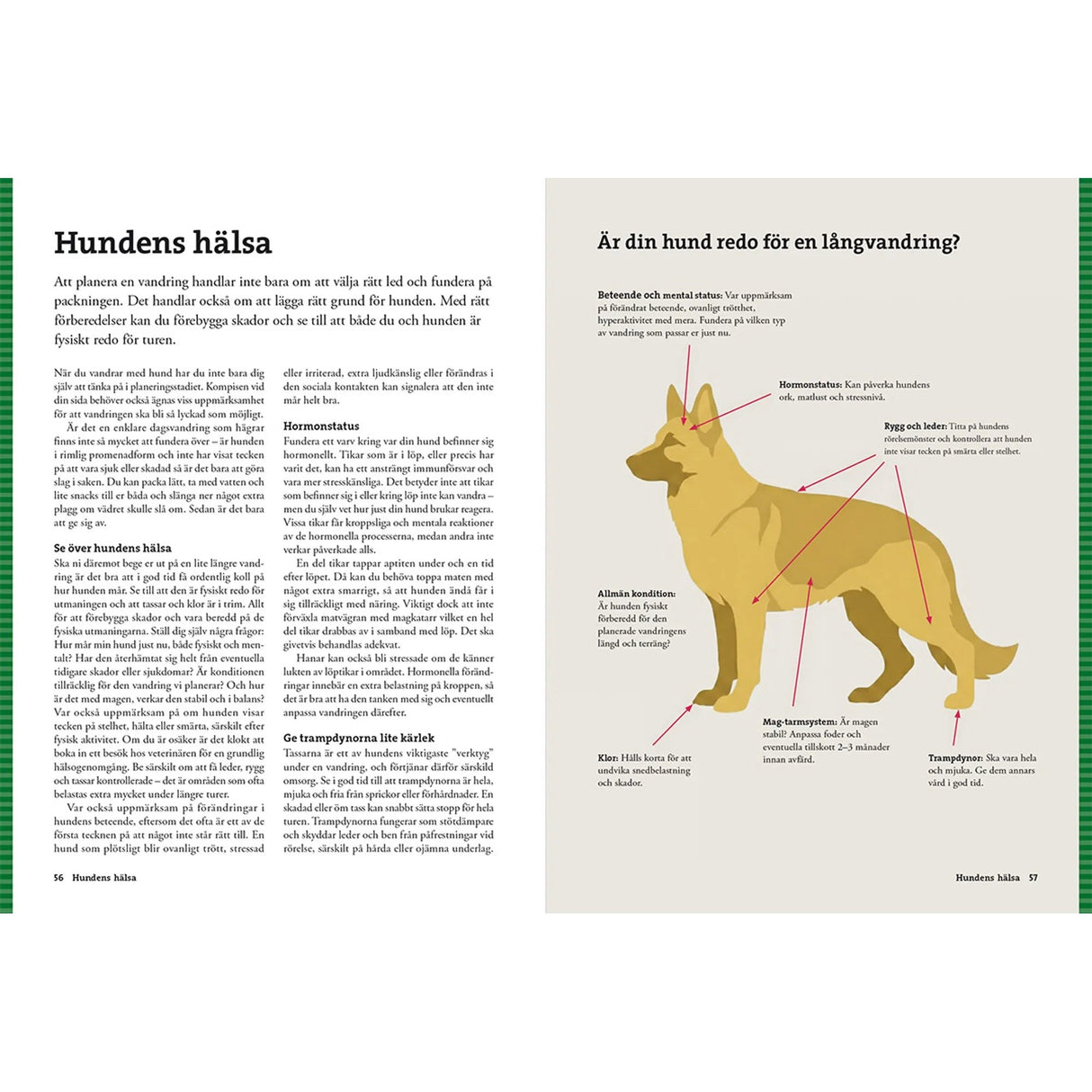 Vandra med hund